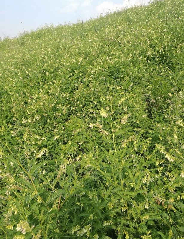 98+% Astragaloside 4 Astragalus Root Anti - Inflammatory Improving Heart Lung Function HPLC-ELSD