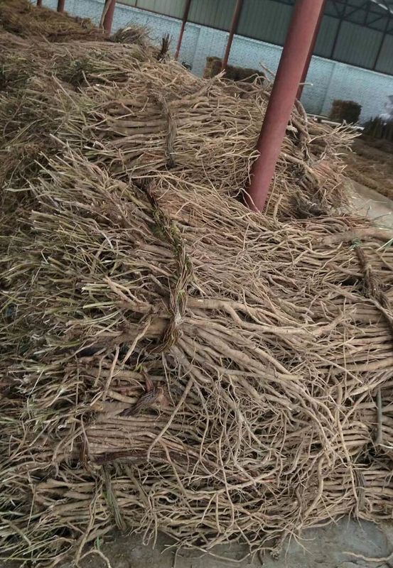 80 Mesh Astragalus Root Extract 10% Astragaloside 4 HPLC-RID Test 84687 43 4